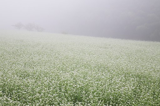 朝霧の中のソバ畑
