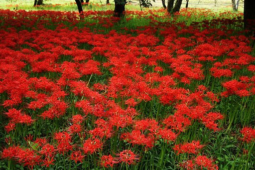 日陰から咲き始めた彼岸花