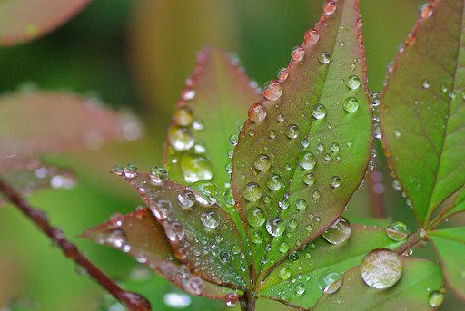 雨の宝石