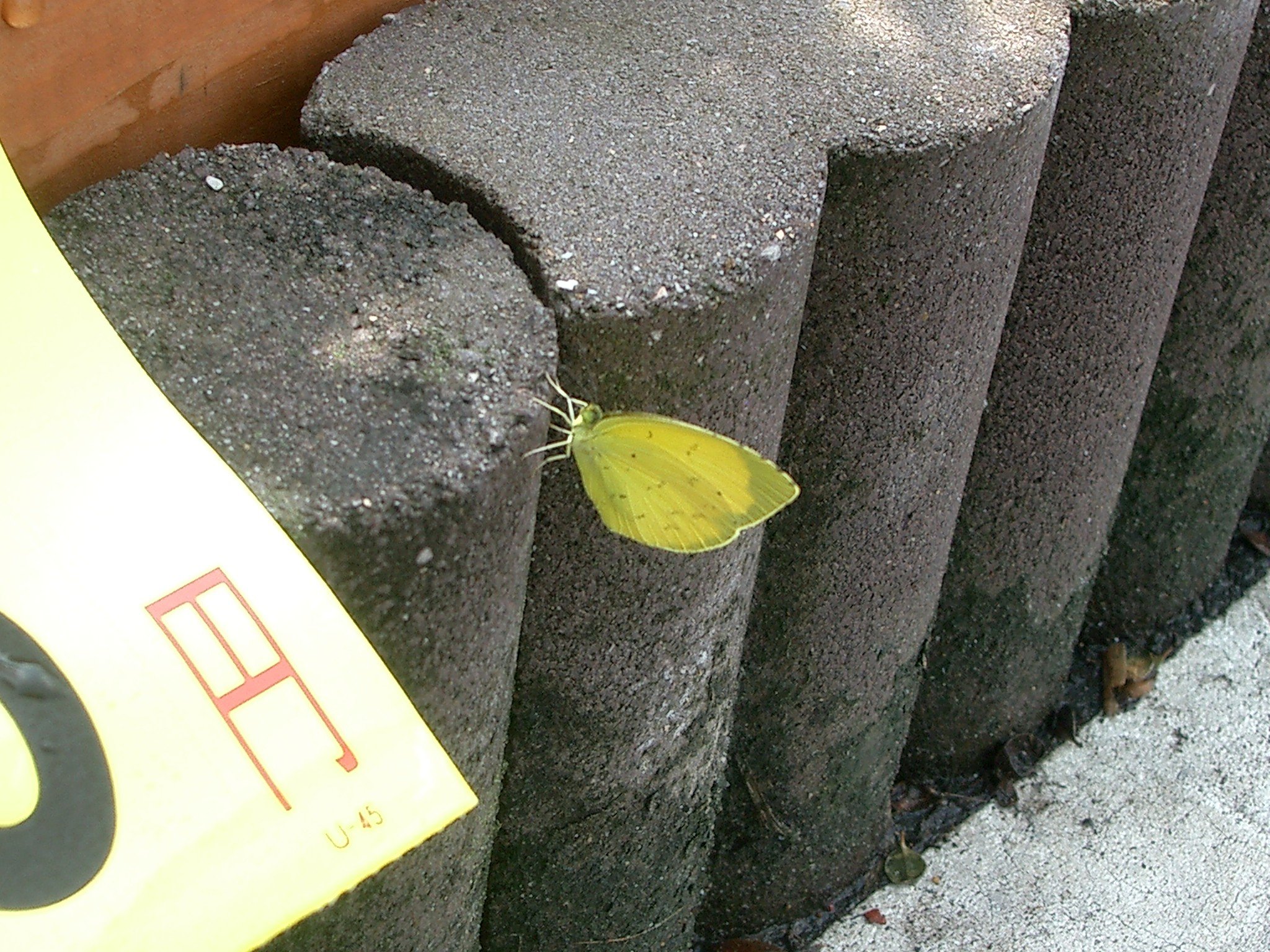 花売り場に−その２