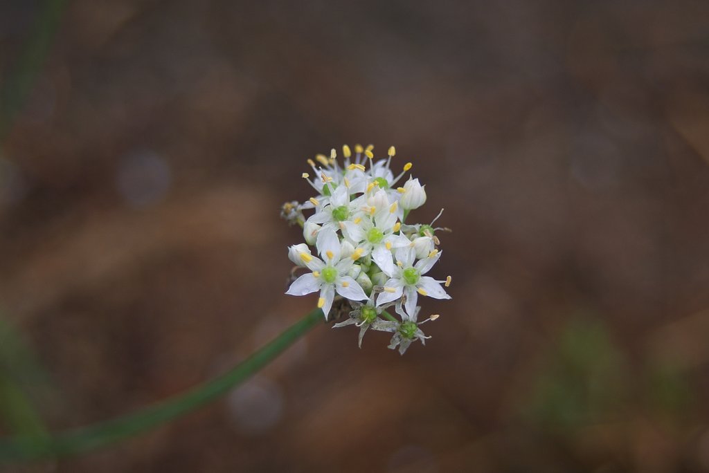 韮の花のネギボウズ