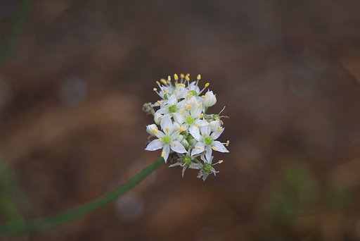 韮の花のネギボウズ