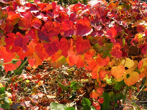 道端の紅葉