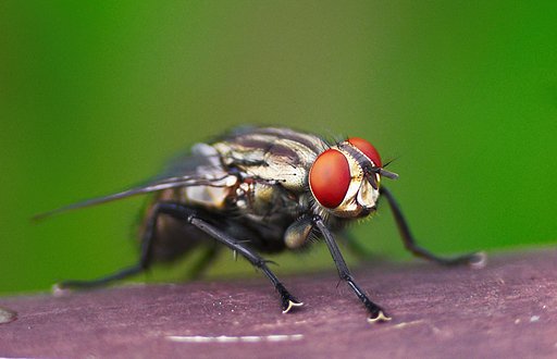 「瞬」こんどこそハエ