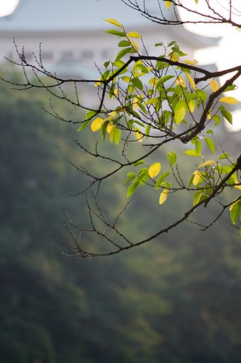 輝く黄葉