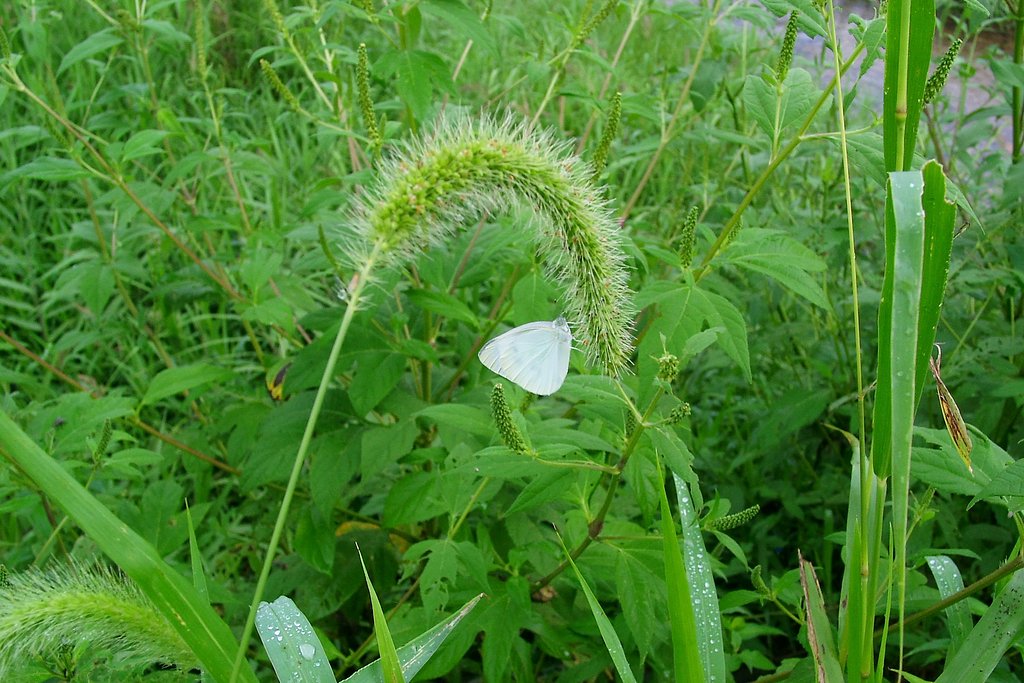 蒲生川土手でモンシロチョウ？にあった