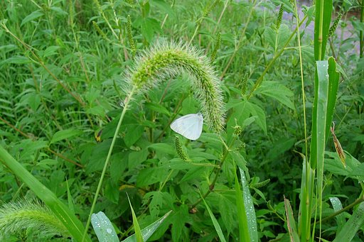 蒲生川土手でモンシロチョウ？にあった