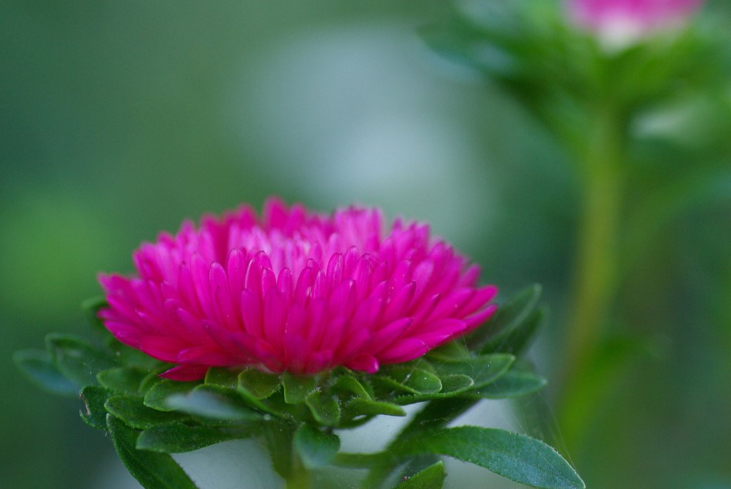 開花②