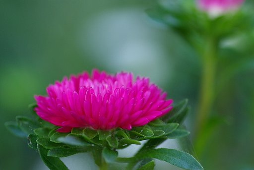 開花②