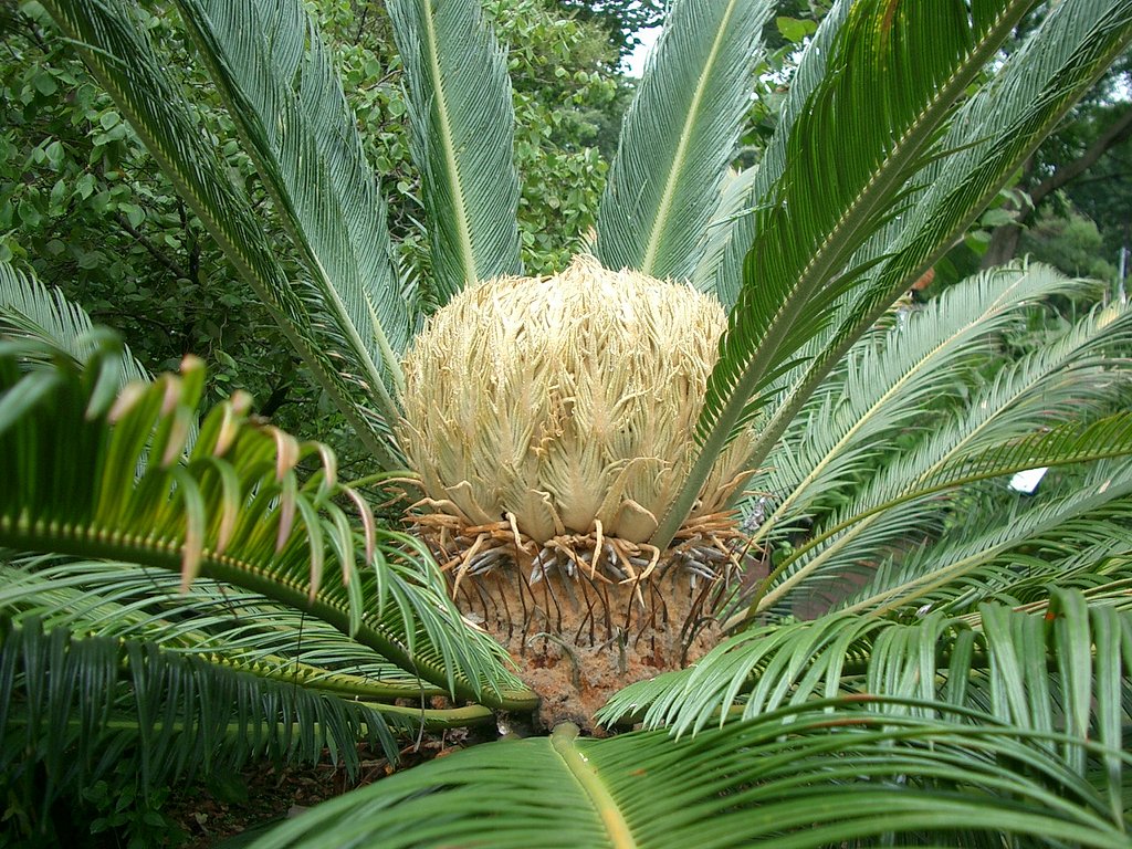 〜　蘇鉄の新芽　〜