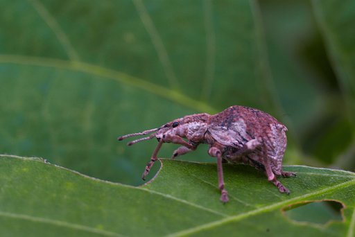 「瞬」ガメラのライバル