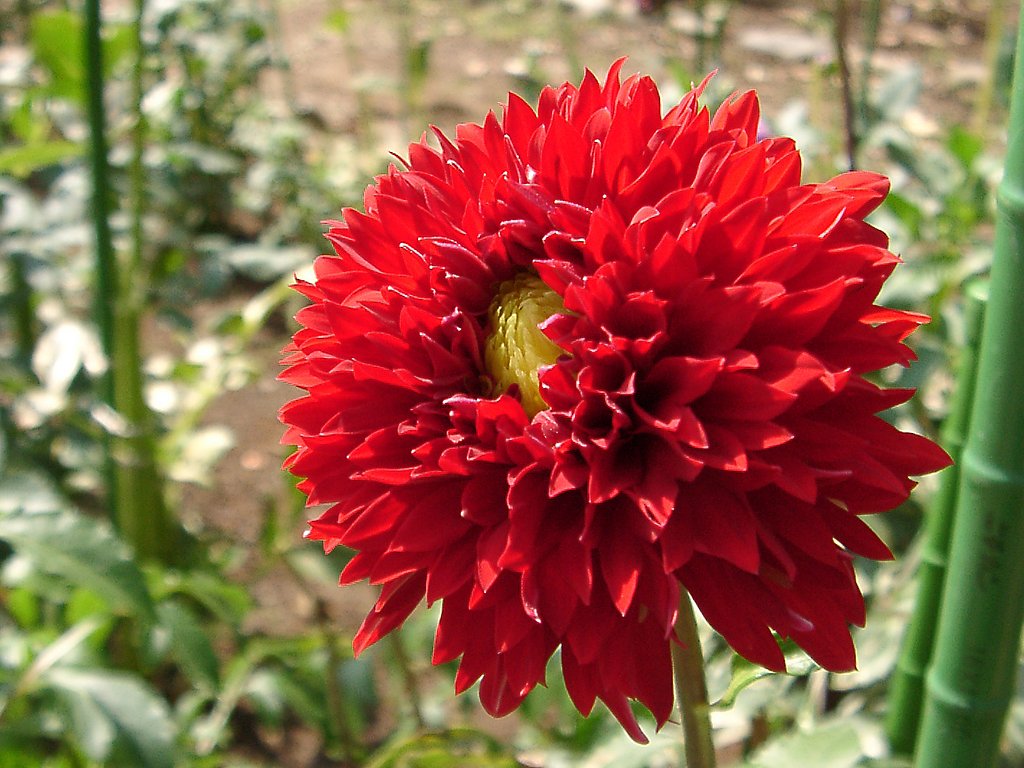 ★初秋の花々-15 ダリア⑮