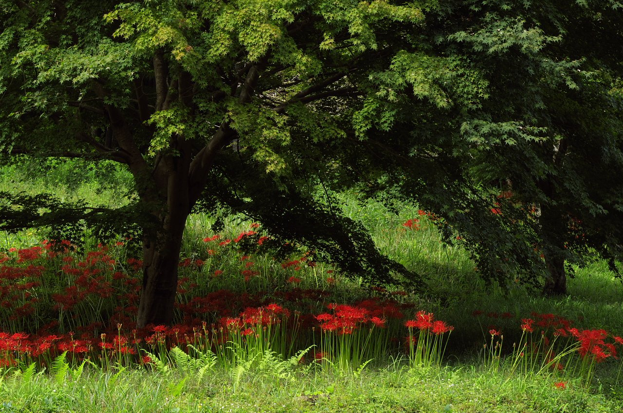 紅葉と彼岸花