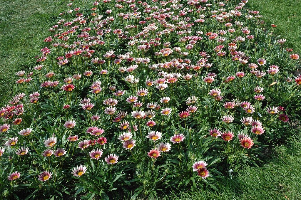 公園