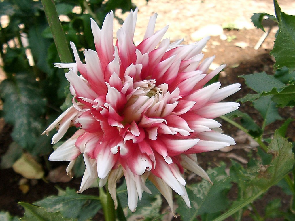 ★初秋の花々-３ ダリア③