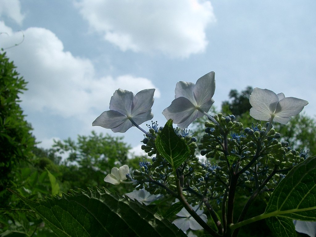 〜紫陽花〜