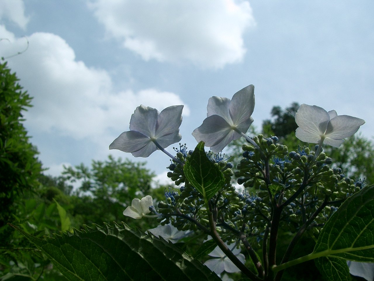 〜紫陽花〜