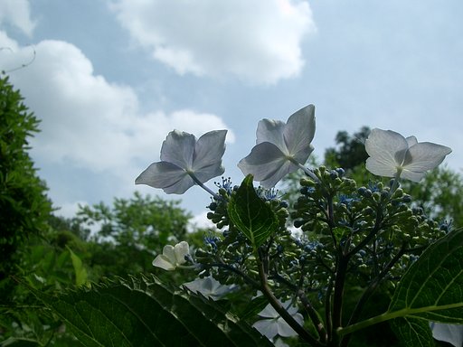 〜紫陽花〜