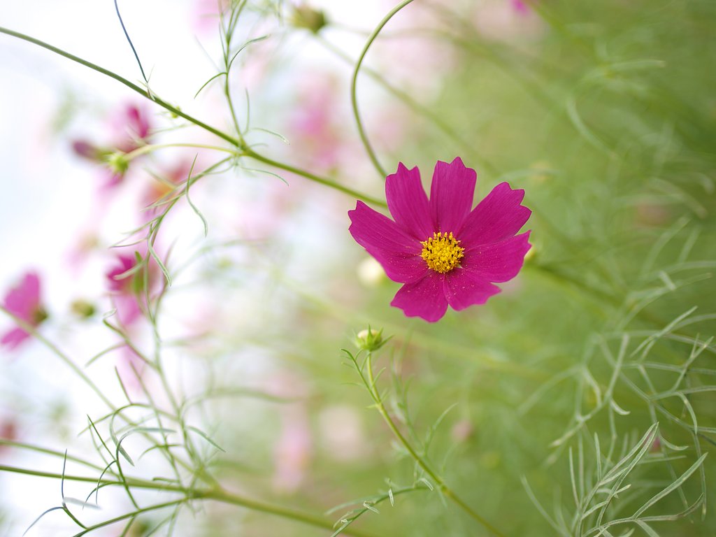 秋桜