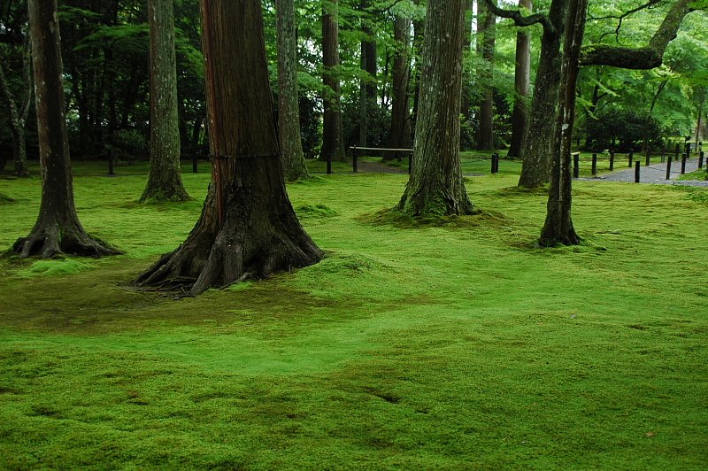緑の絨毯