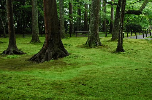 緑の絨毯