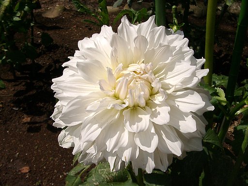 ★初秋の花々-19 ダリア⑲