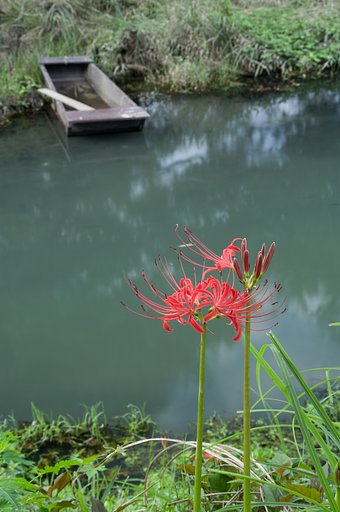 秋の風情