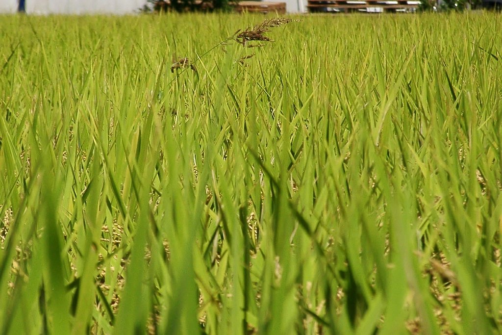 主張
