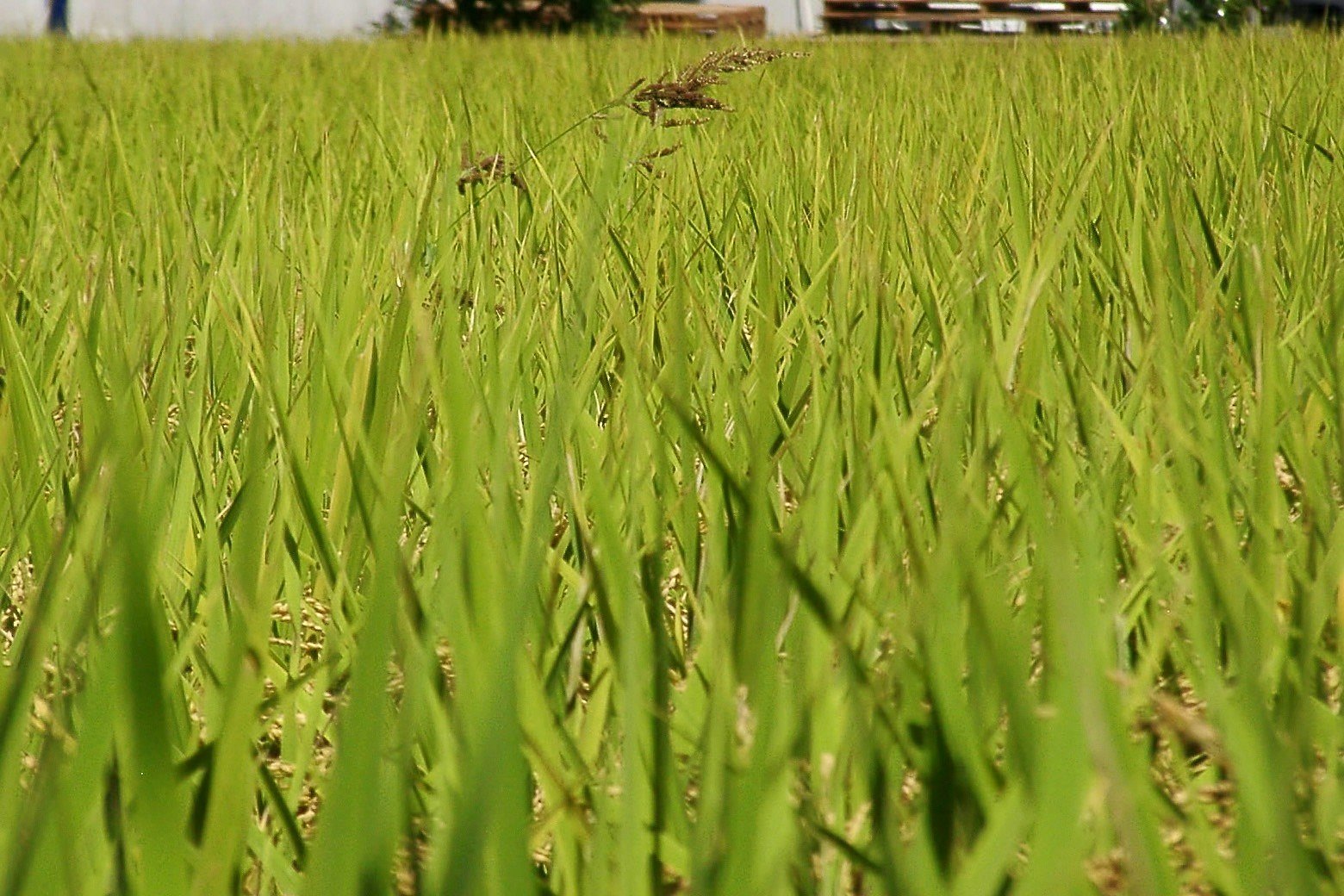 主張