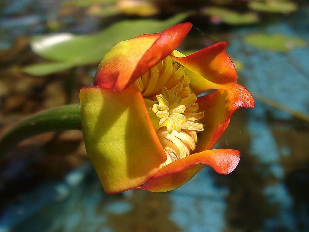 ★初秋の花々-30 コウホネ