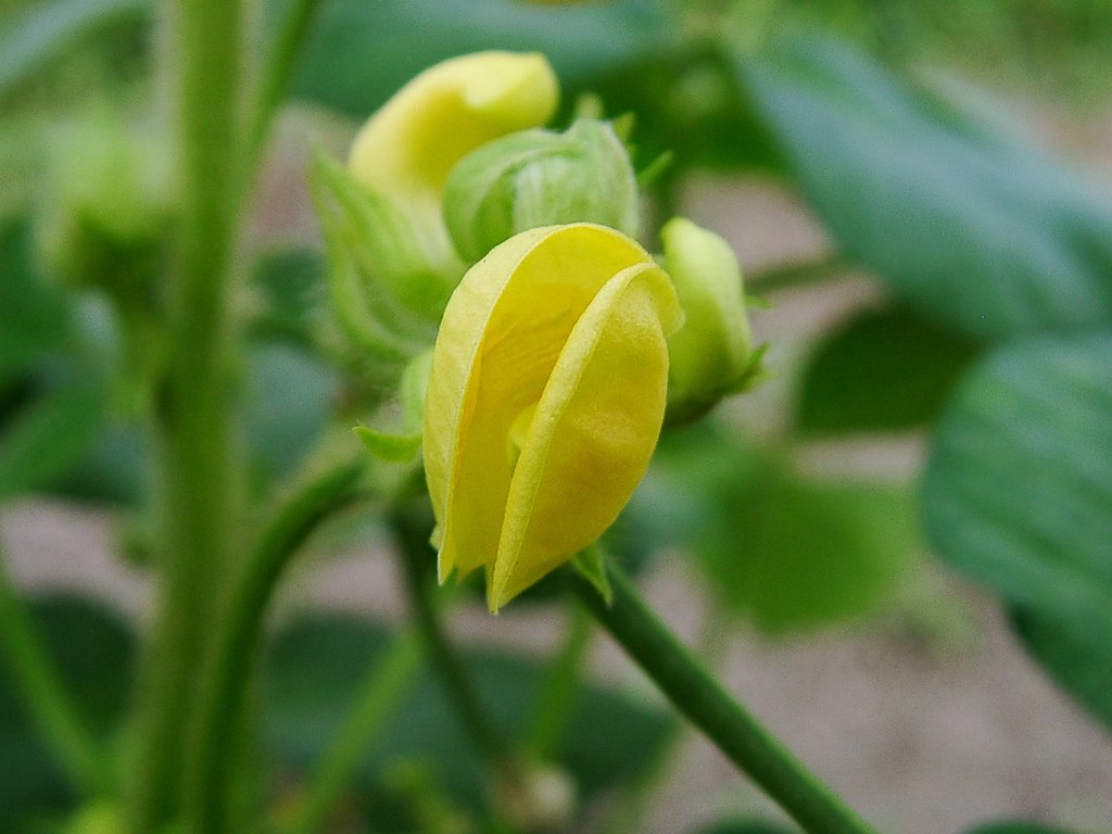アズキの花が満開！