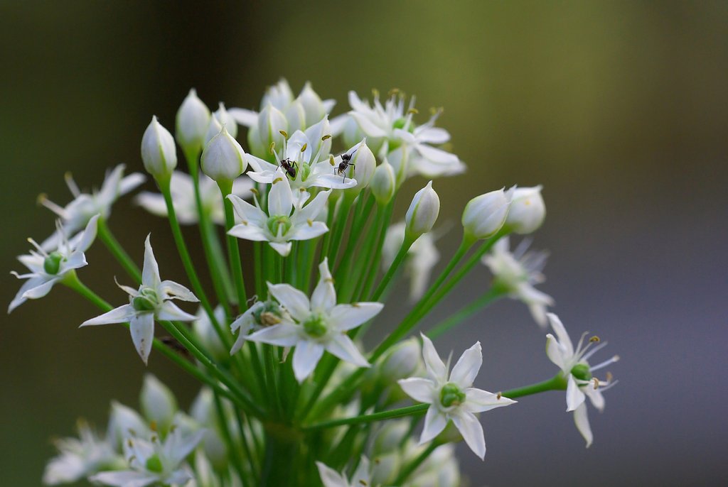 ニラの花の上で