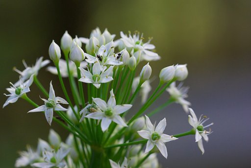ニラの花の上で