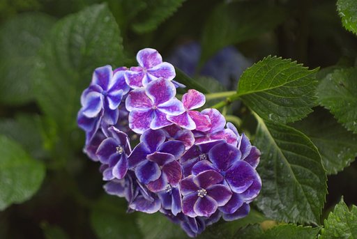 紫陽花　その・・・・？