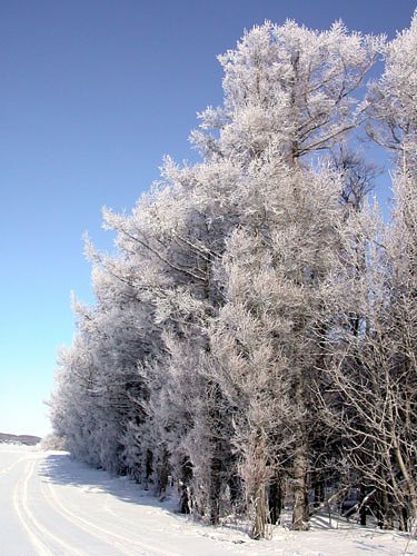 雪桜