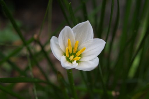 タマスダレを花びらをぼかすように撮影！
