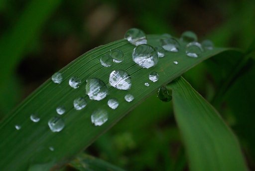 雨露の玉
