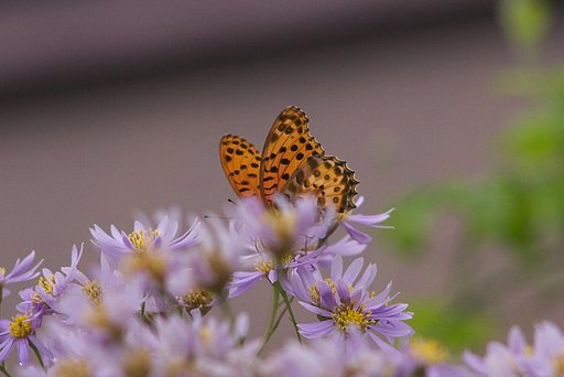 シオンで吸蜜中のミドリヒョウモン横顔