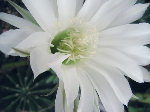 サボテンの花