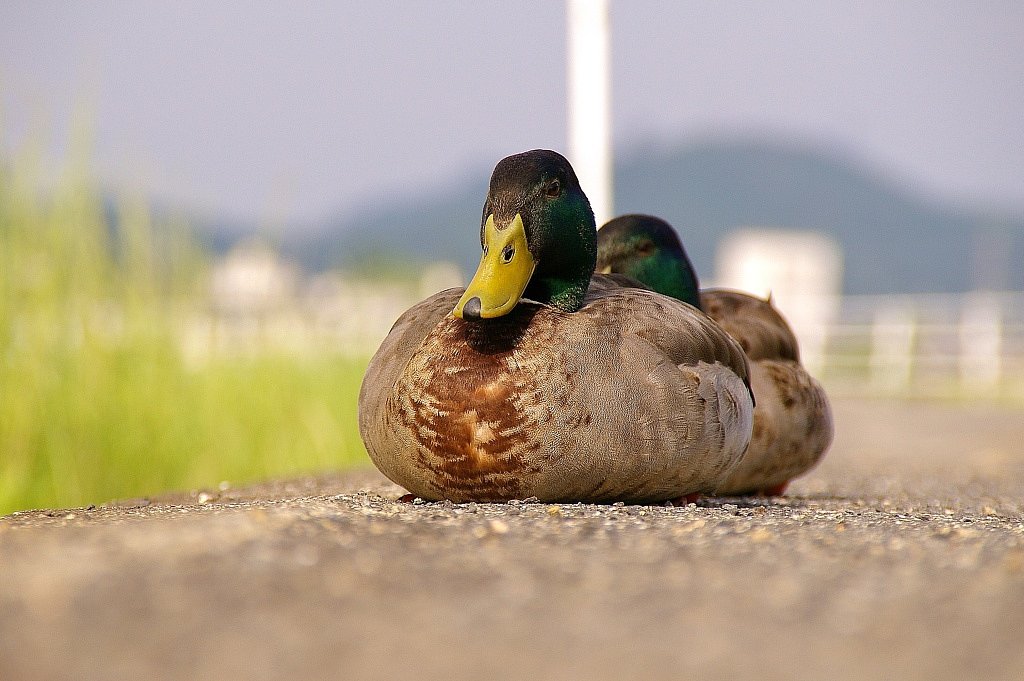 カモカモ