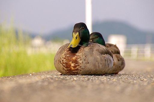 カモカモ