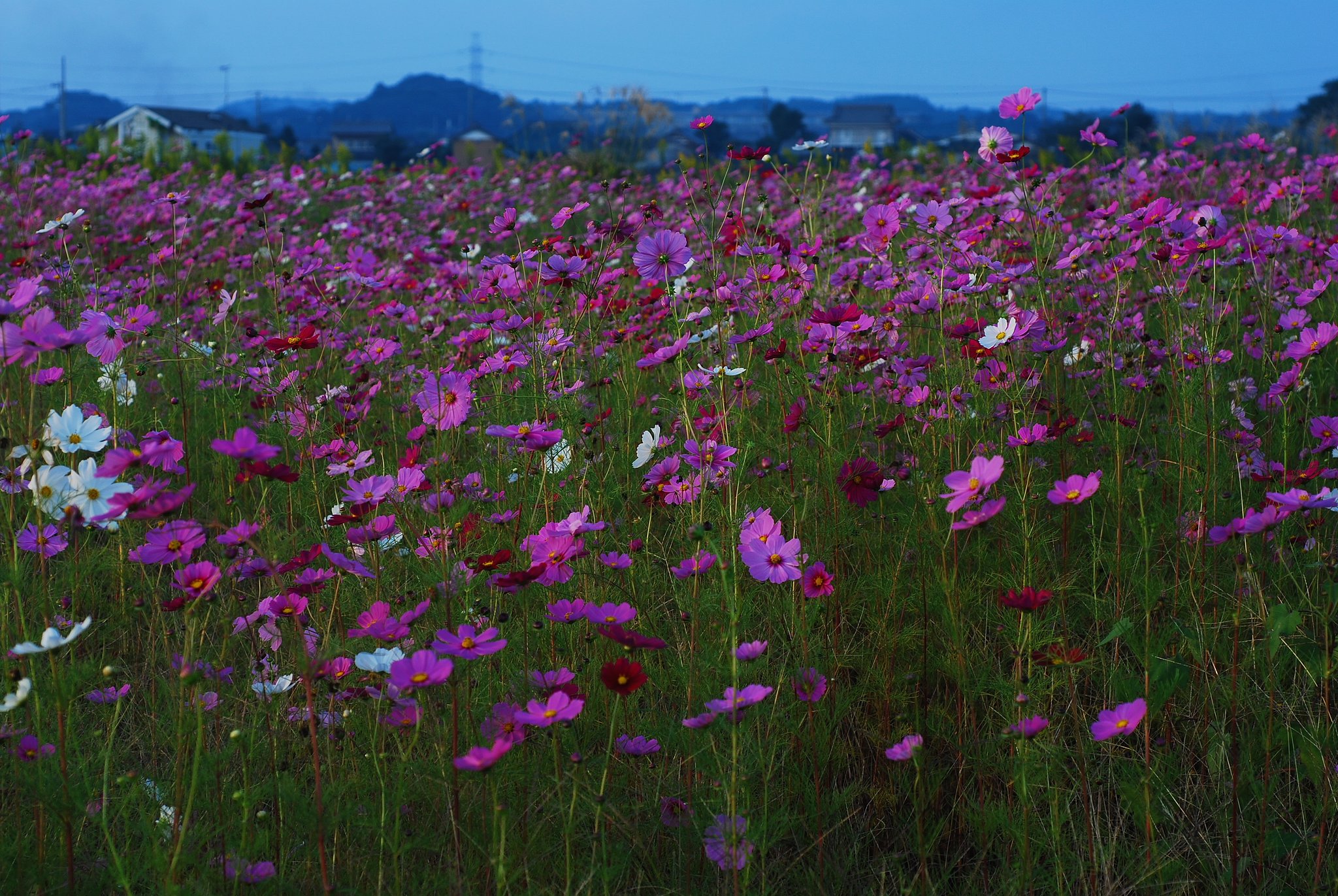 里の秋　：　夕暮れのコスモス