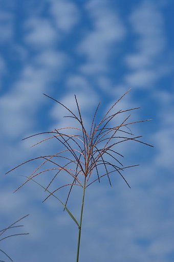 初秋の風物詩・・・