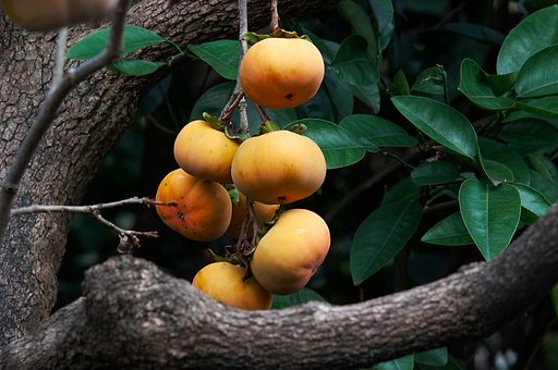 「秋影」秋の味覚と言えば？
