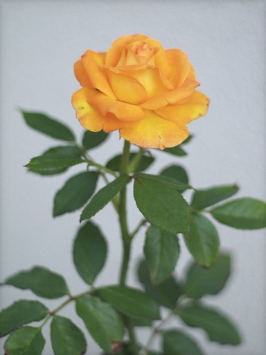 秋の薔薇