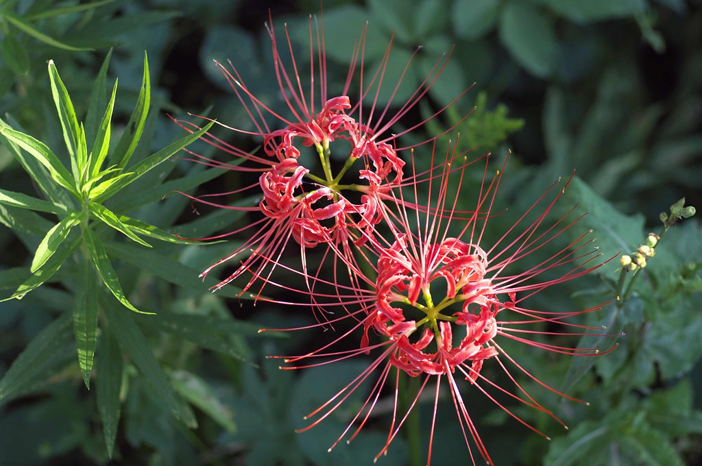 花火・・・