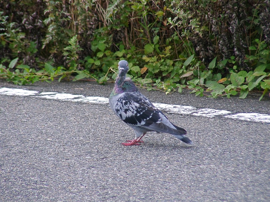 農道で出会った鳩