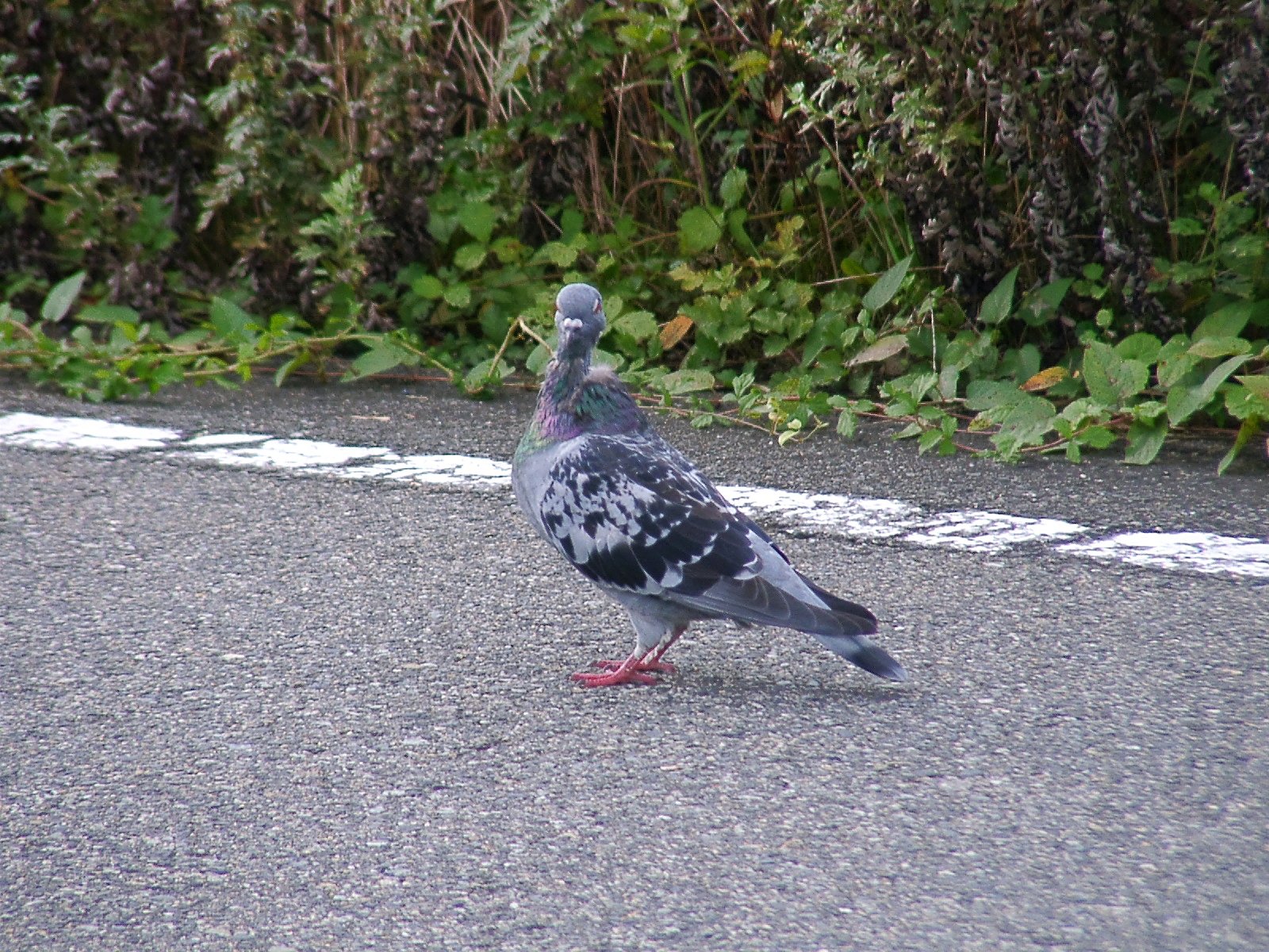 農道で出会った鳩