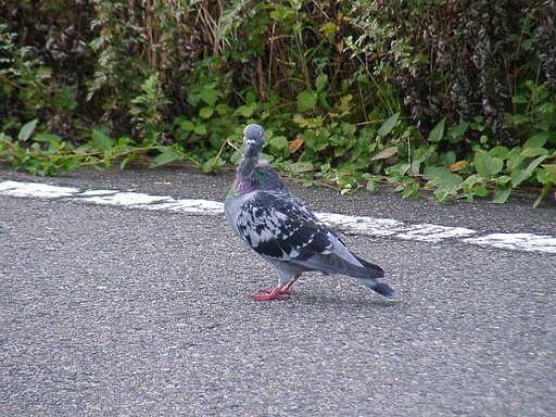 農道で出会った鳩