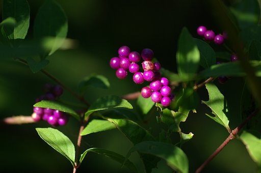 【秋影】 里山の紫式部